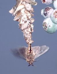 Bagworm Moths Mating