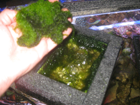 Harvesting (cleaning) algae that have grown in an algae scrubber