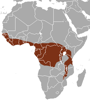Map of Africa showing highlighted range covering southern West Africa and much of central Africa