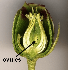 Ovules in flower