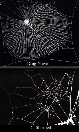 Caffeinated spiderwebs