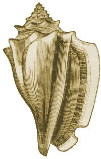 Conch drawing