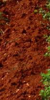 Terra Rossa soil