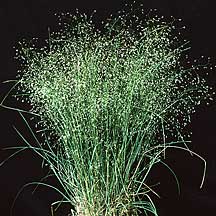 Achnatherum hymenoides - Ricegrass