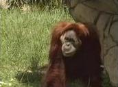 Nonja Orangutan