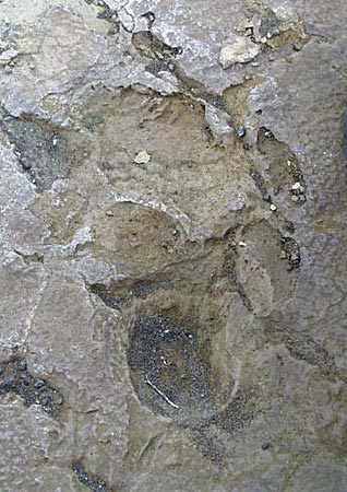 1790 footprints Kau Desert.jpg