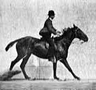 Muybridge horse jumping animated