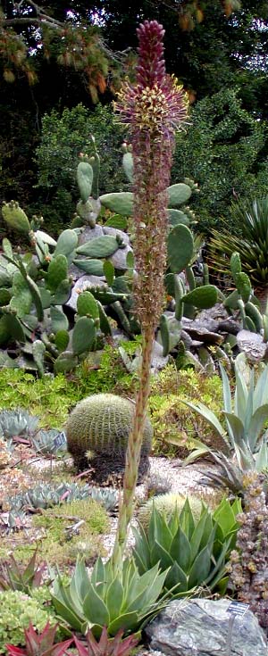 Agave chiapensis whole.jpg