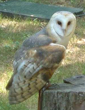 Barn-owl (Racheeo)