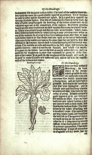 Mandrake - William Turner's Herbal