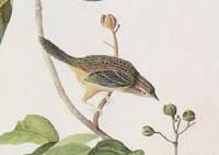 Aimophila aestivalis - Audubon