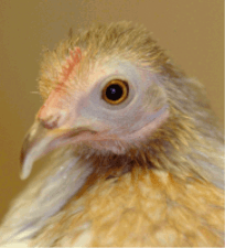 Matilda the Performing Chicken (profile).png