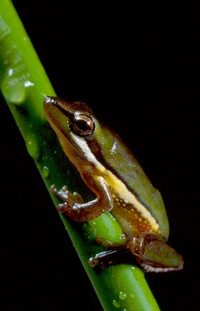 Wallum Sedgefrog is a ‘vulnerable’ species living on Straddie.jpg