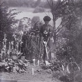 Vida Goldstein planting in 1911
