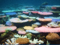 A colourful bleaching event in the Philippines