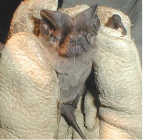 Pocketed free-tailed bat (Nyctinomops femorosaccus)