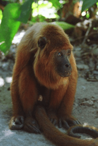 Howler Monkey at Parque Ambue Ari, Bolivia.png