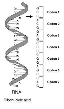 RNA-codons
