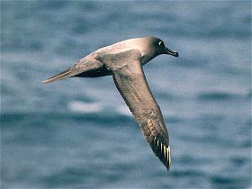 Light sooty albatross flying