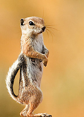 White Tailed Squirrel