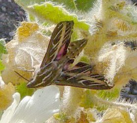 Sphinx moth on rock nettle at Mosaic Canyon