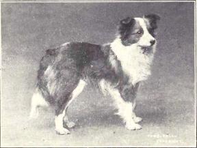 Shetland Sheepdog from 1915