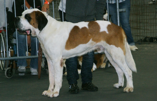 Saint Bernardhund