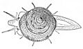 Calliostoma bairdii drawing