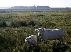 Cattle Grazing in the Lough Beg National Nature Reserve - geograph.org.uk - 505317