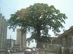 View of central Freetown and the famous Cotton Tree