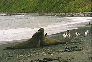 Elephant seals play fight