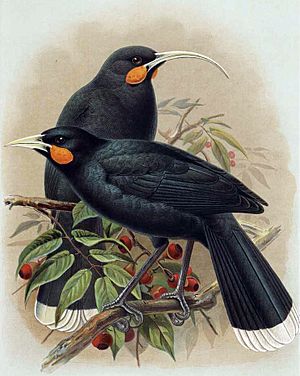 Illustration of two birds on a tree branch