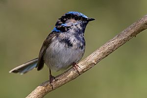 Immature male superb fairy wren moulting