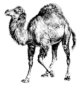 Perl-camel-small