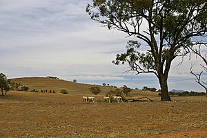 Sheep on a drought-affected paddock
