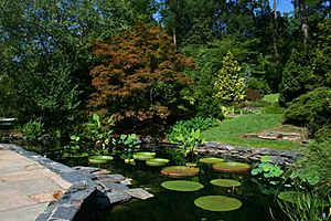 2008-07-24 Lily pond at Duke Gardens 3