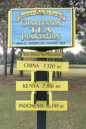 Charlestonteasign