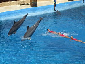 Dolphins and synchronized swimming.jpg