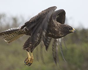 Galapagos Hawk (Buteo galapagoensis) (20330869318)