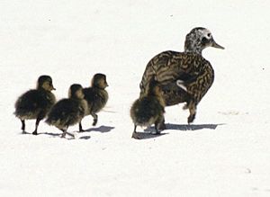 Laysan duck and ducklings
