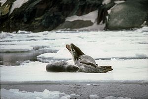 Leopard seal (Hydruga leptonyx)