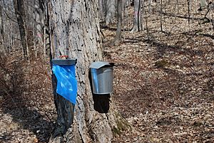 Maple sap collecting at Bowdoin Park, New York