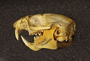 Marmota vancouverensis skull at the Beaty Biodiversity Museum