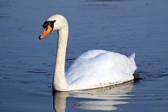 Mute swan (cygnus olor).JPG