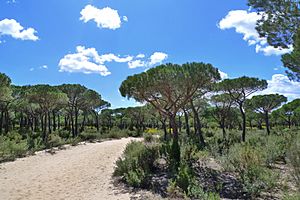 Pinus pinea Doñana 1