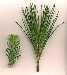 Pinus pinea foliage