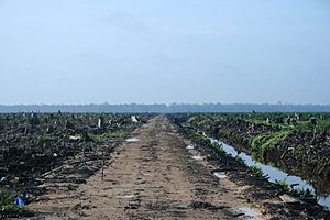 Riau palm oil 2007