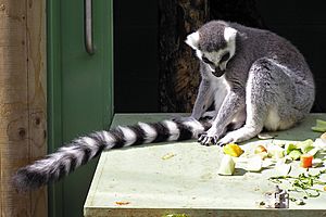 Ringtailed lemur tail