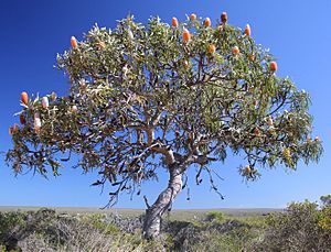 Banksia prionotes bonsai like