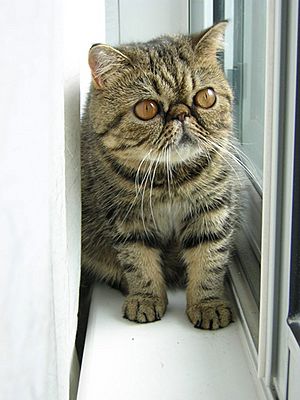 Brown Exotic Shorthair Kitten